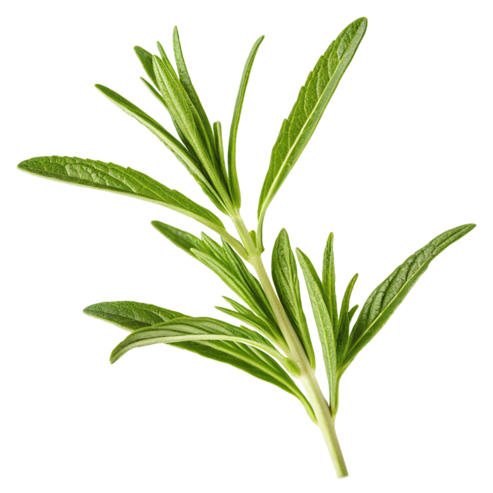 A sprig of fresh green savory herb with vibrant leaves and stem, isolated on black background png