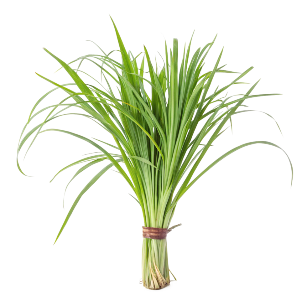 A Bundle of Fresh Green Chives Ready for Cooking png