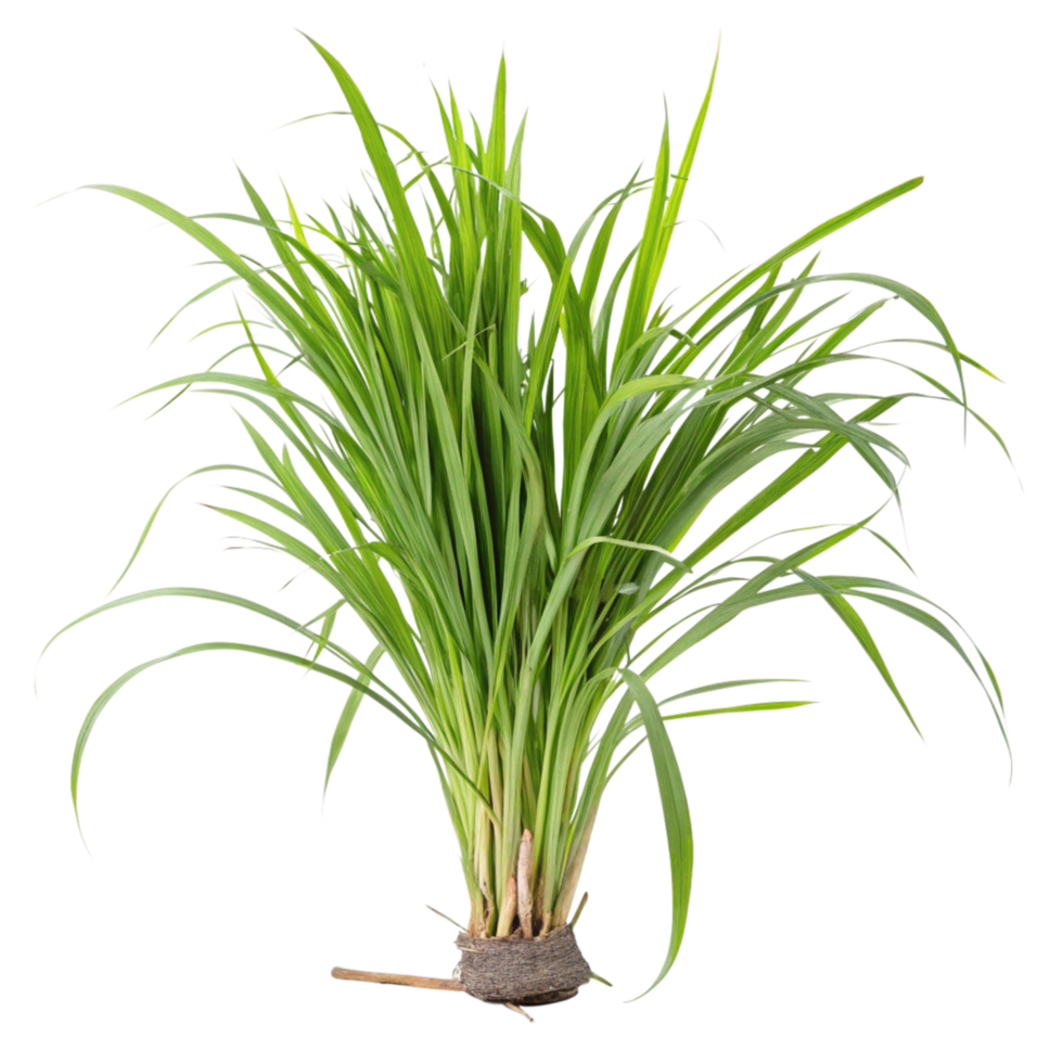 A Lush Green Bunch of Long Grass Blades with Visible Roots and a Tied Base png