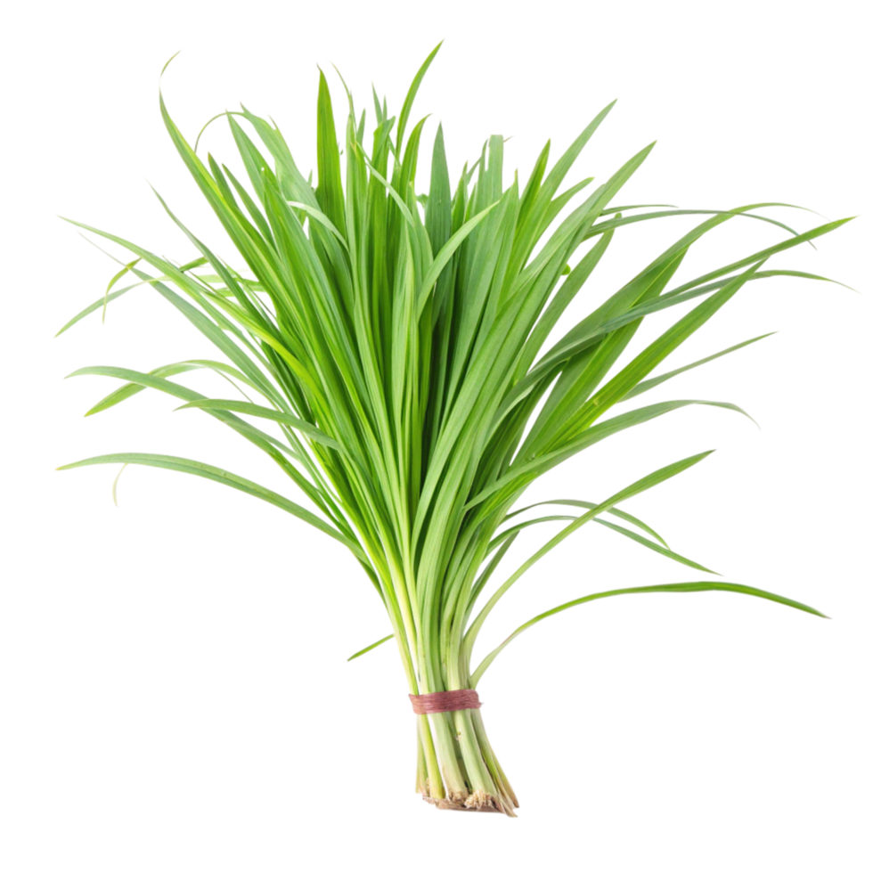 A Bunch of Fresh Green Pandan Leaves Tied Together png