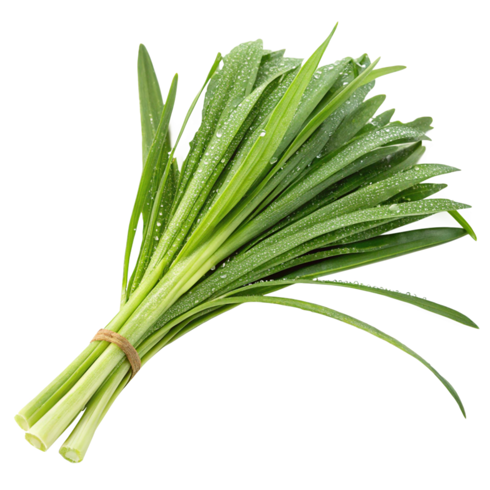 A Bunch of Fresh Pandan Leaves Tied Together with Dew Drops png