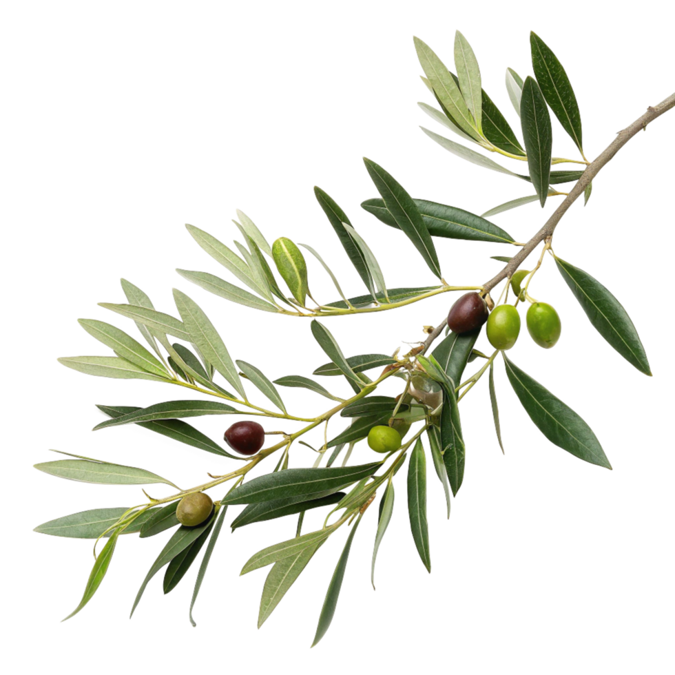 Closeup of a Branch of Olive Tree with Ripe and Unripe Olives and Lush Green Leaves png