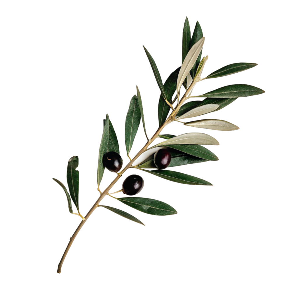 Closeup of a Sprig of Olives with Lush Green Leaves against a Black Background png