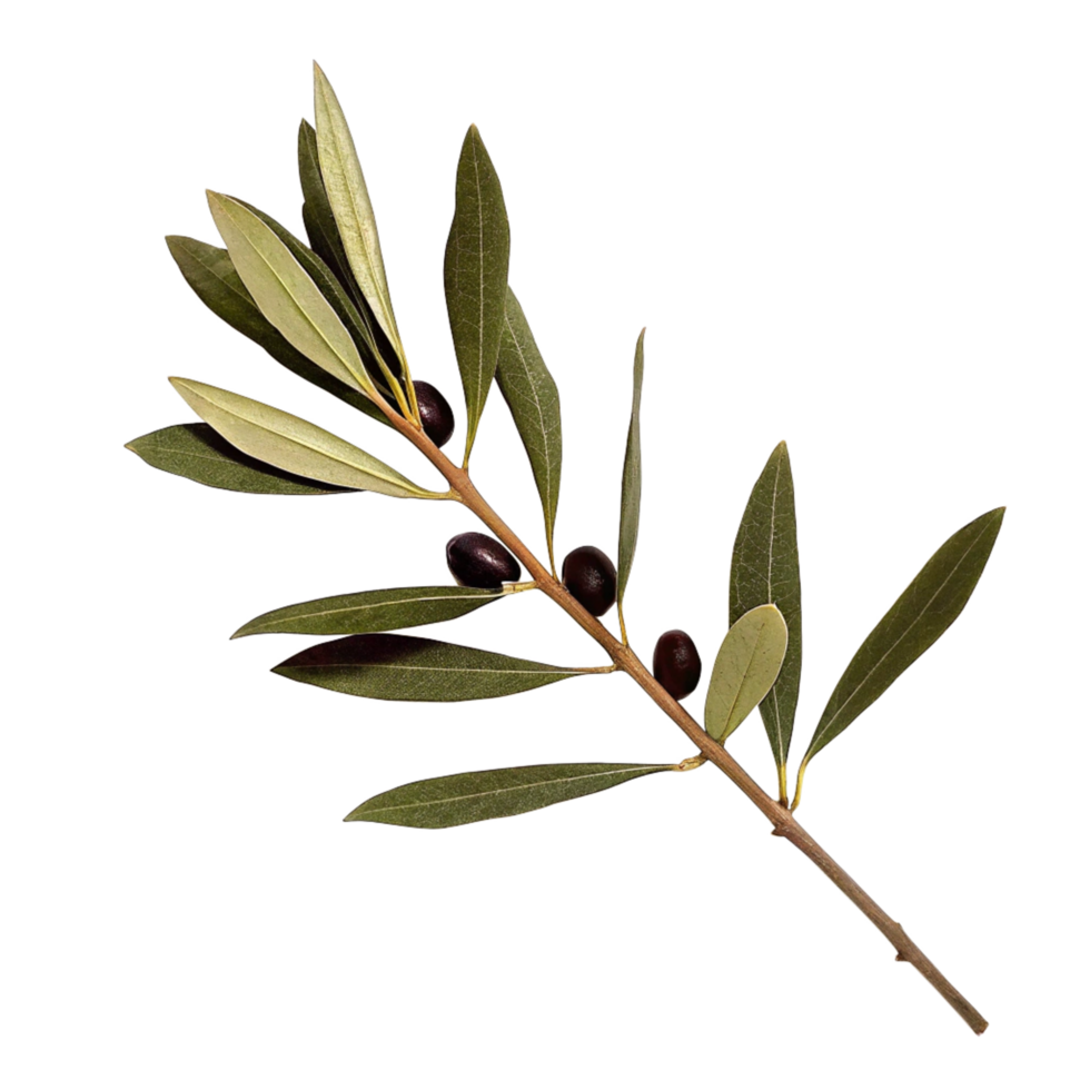 Closeup image of an olive branch with several ripe olives and vibrant green leaves against a pure black background png