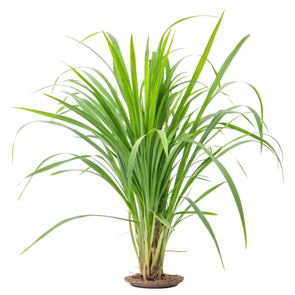 Vibrant Green Pandanus Plant in a Pot Lush Tropical Foliage Houseplant png