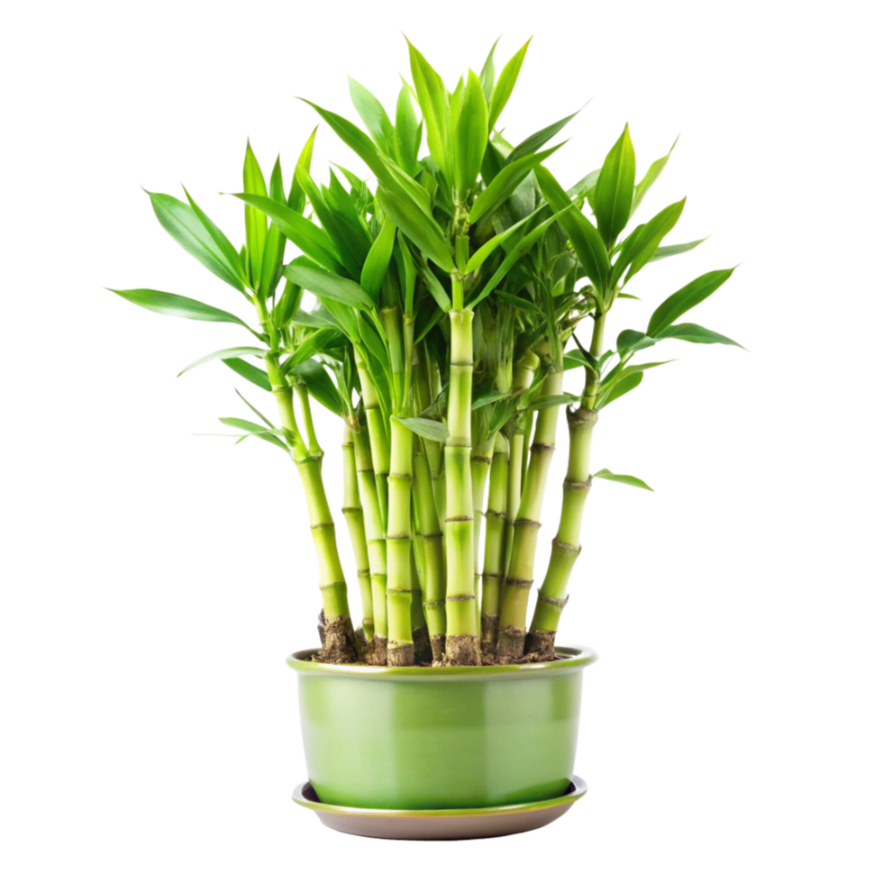 Lush Green Bamboo Plant in a Green Pot on a Saucer png