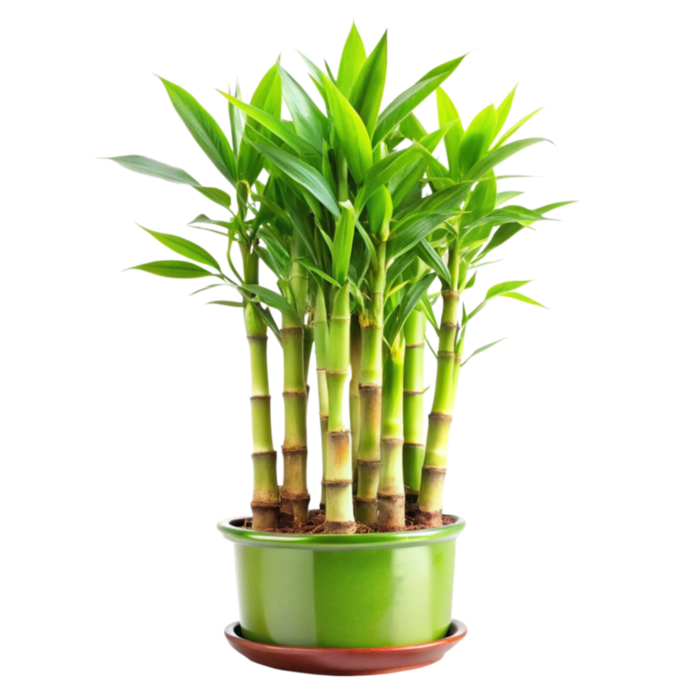 Lush Green Dracaena Sanderiana Lucky Bamboo Plant in a Green Pot png