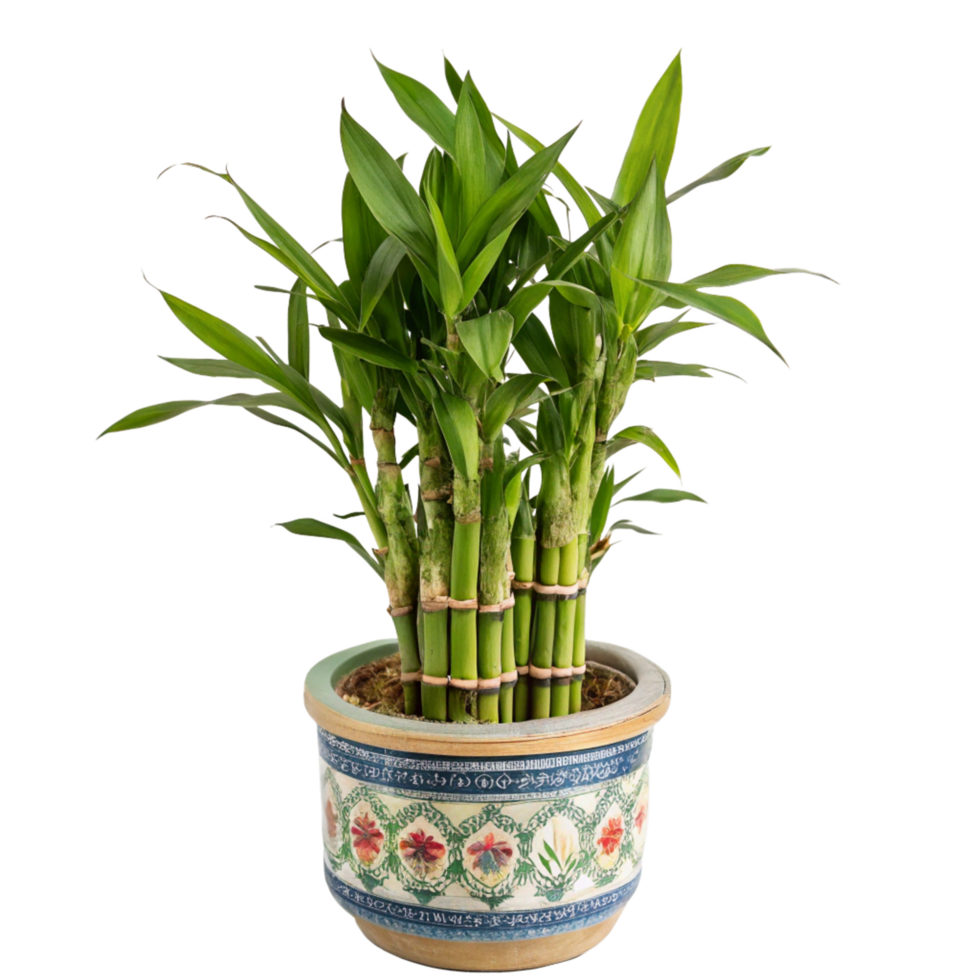 Lush Green Lucky Bamboo Plant in Ornate Pot A Vibrant and Serene Houseplant png