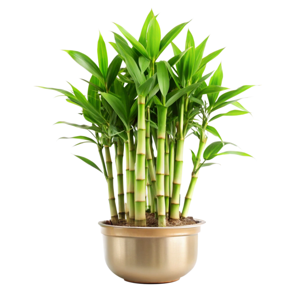 Lush Green Bamboo Plant in a Gold Pot a Vibrant Houseplant for Home Decor png