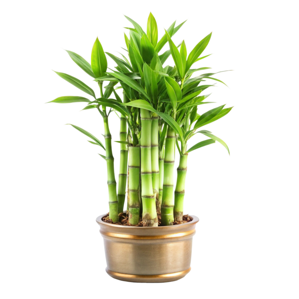 A Lush Green Dracaena Sanderiana Plant in a Gold Pot a Beautiful Indoor Plant png