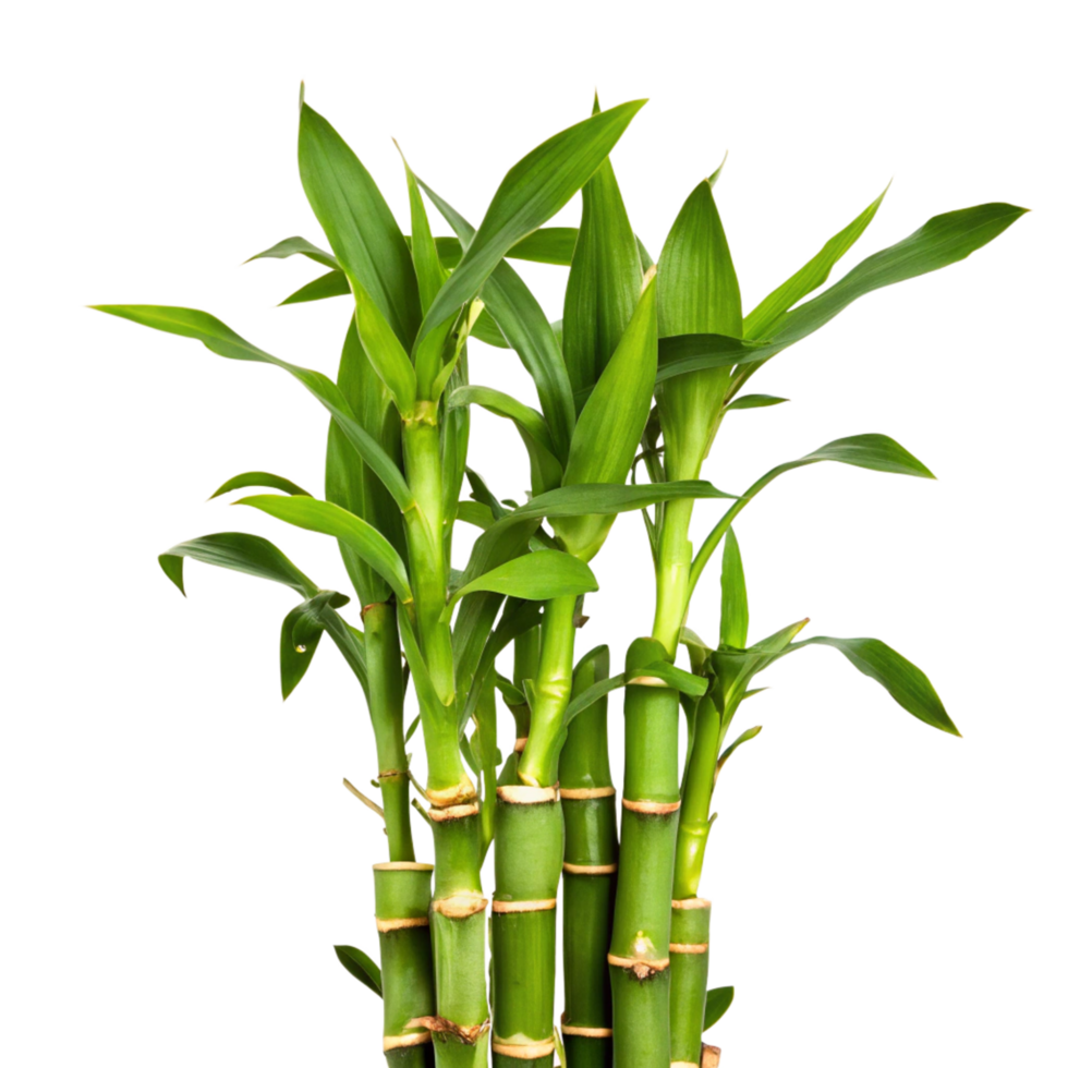 Vibrant Green Lucky Bamboo Plant with Lush Leaves png
