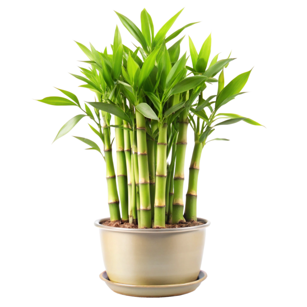 Lush Green Bamboo Plant in a Beige Pot, a Vibrant and Tranquil Houseplant png
