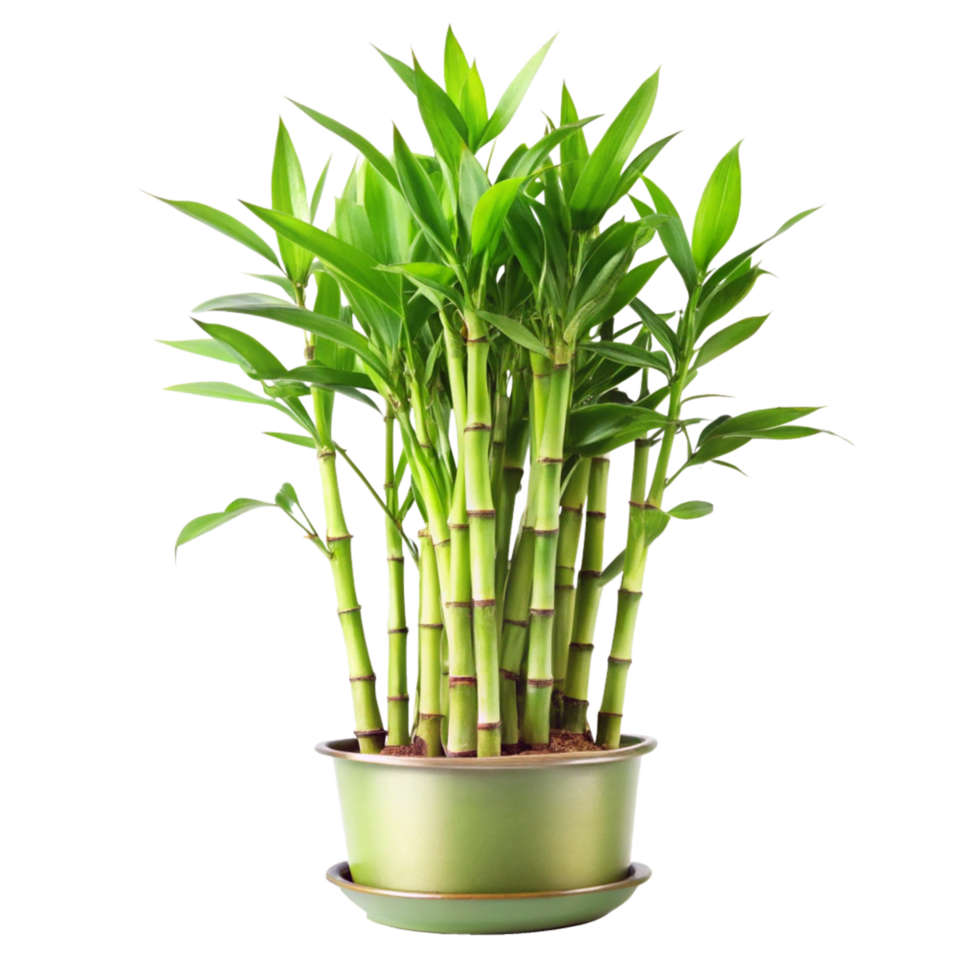 Lush Green Lucky Bamboo Plant in a Decorative Pot a symbol of good fortune and prosperity png