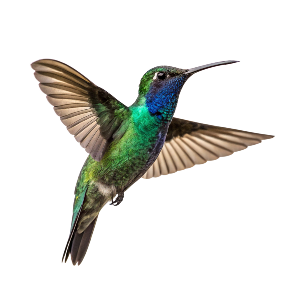 Magnificent Greenthroated Hummingbird in Flight Against png