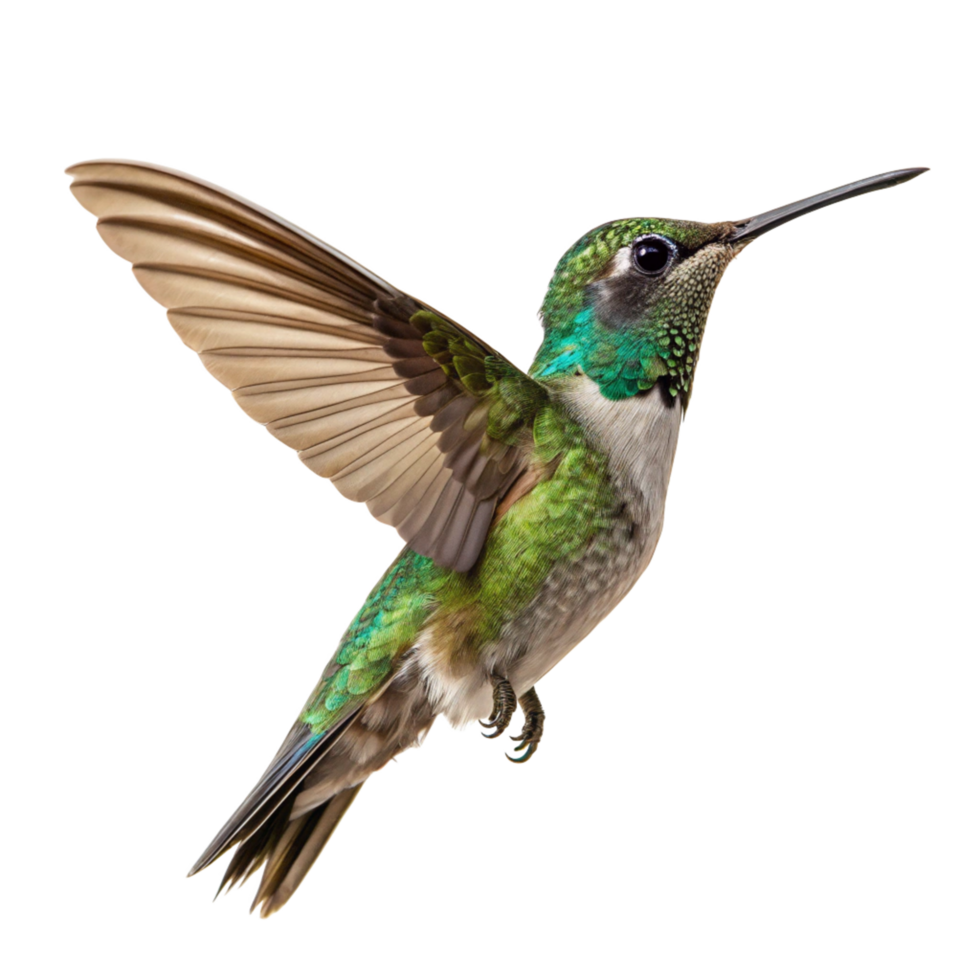 Magnificent Greenbreasted Mango Hummingbird in Flight against Black Background png
