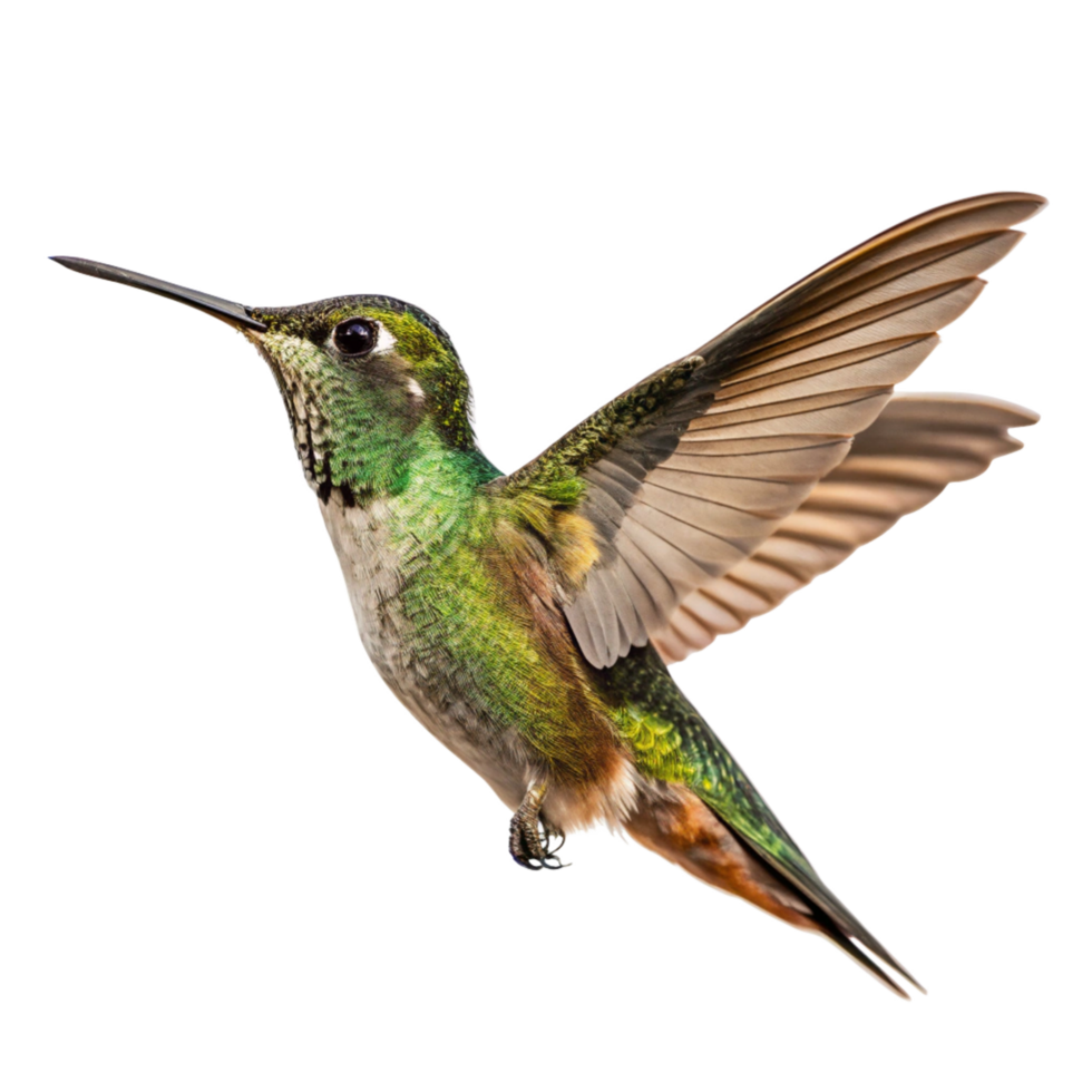 Magnificent Hummingbird in Flight Against a Black Background A Stunning Display of Nature's Beauty png