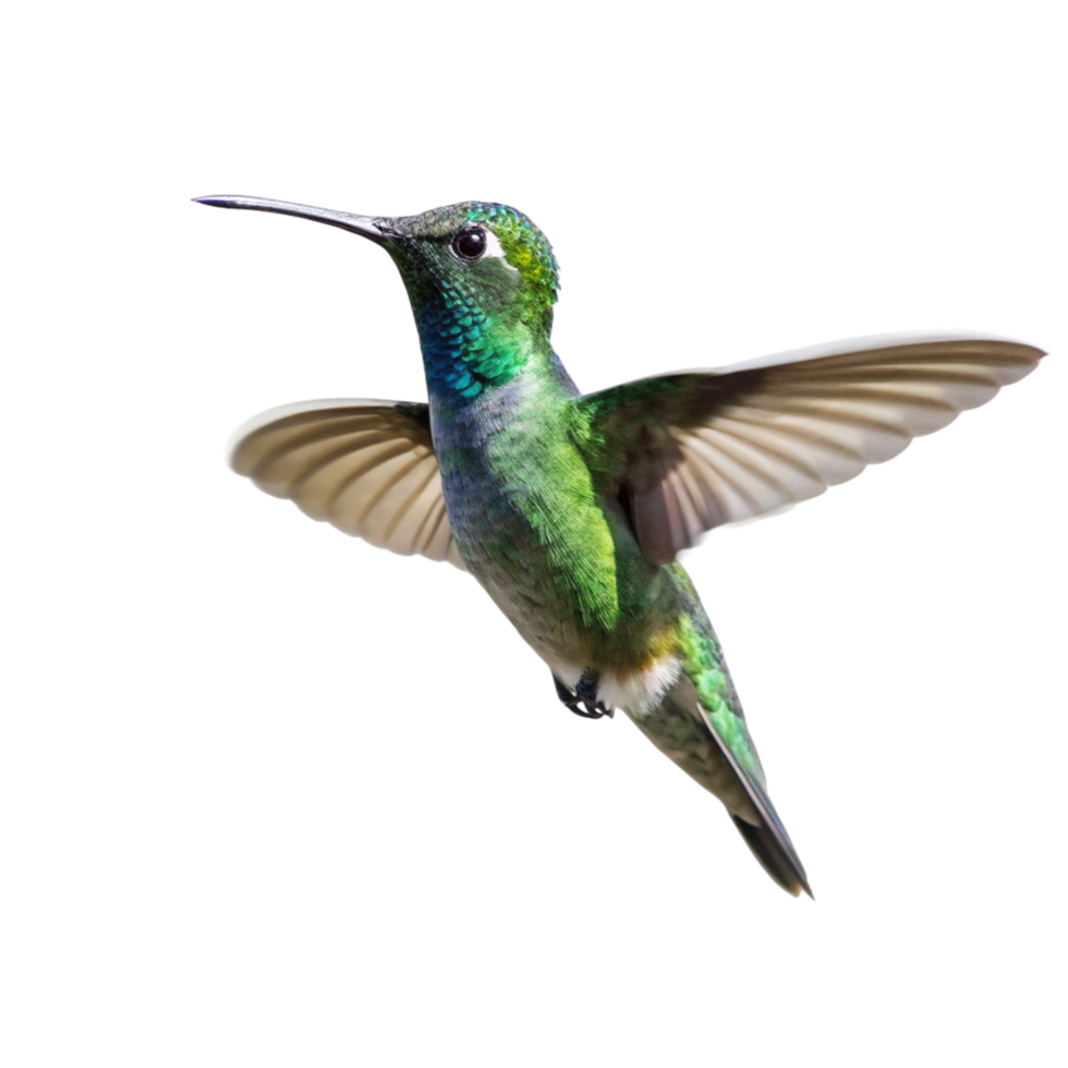 Magnificent Hummingbird in Flight Against a Black Background png