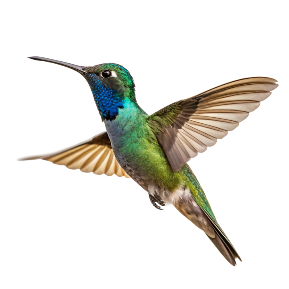Magnificent Hummingbird in Flight Against Black Background A Stunning Display of Nature's Beauty png