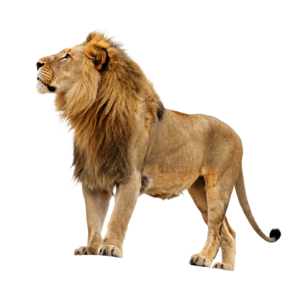 Majestic African Male Lion Standing on Black Background a Powerful and Regal Animal png