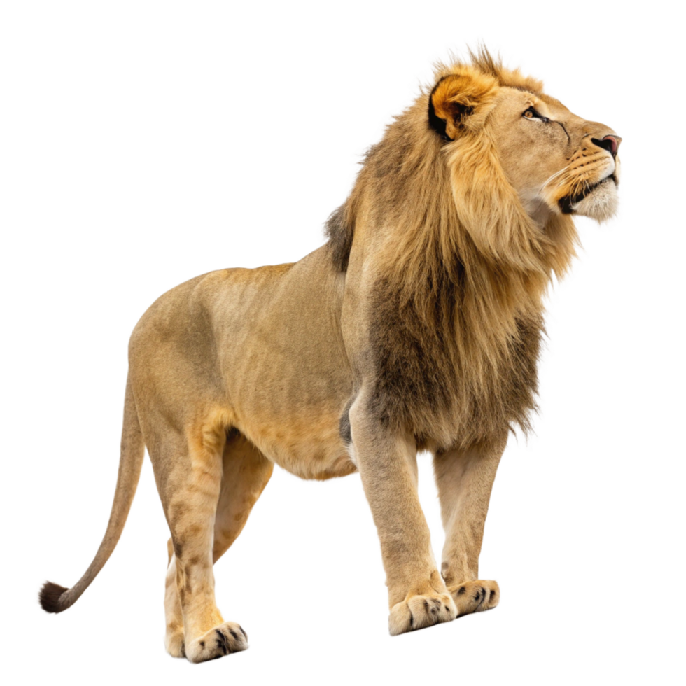 Majestic African Male Lion Standing Tall Against Black Background png