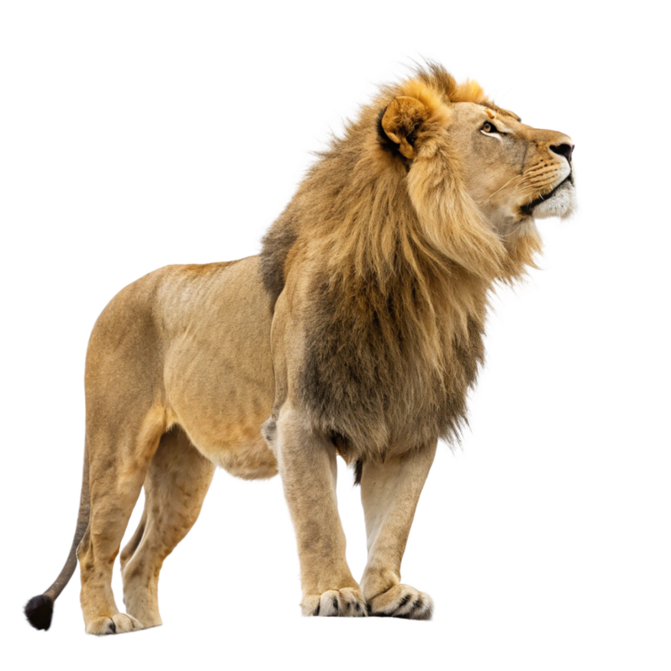 Majestic African Male Lion Standing Tall Against Black Background Wildlife Photography png