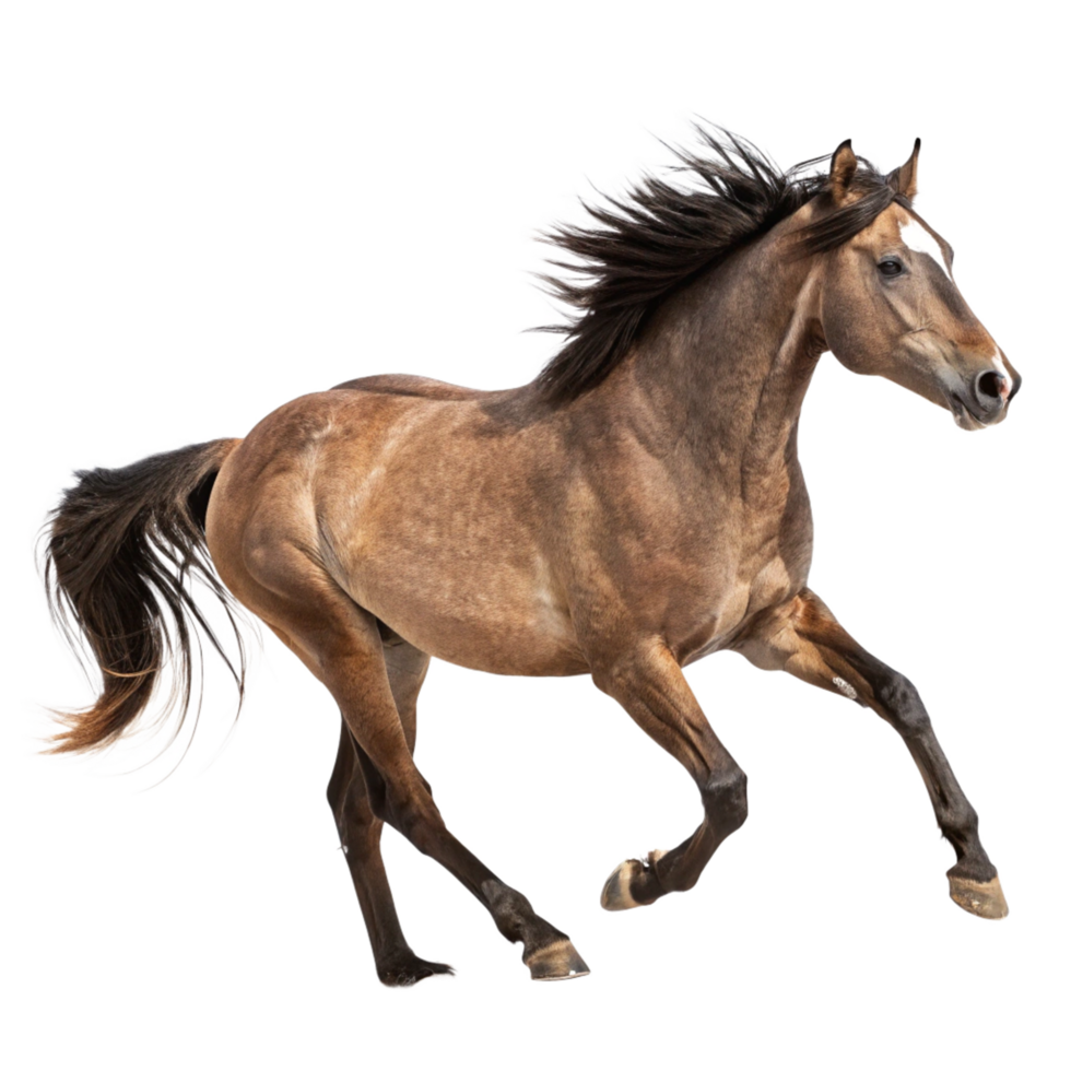 Stunning Buckskin Horse in Motion a Breathtaking Image of an Equine Running Free png