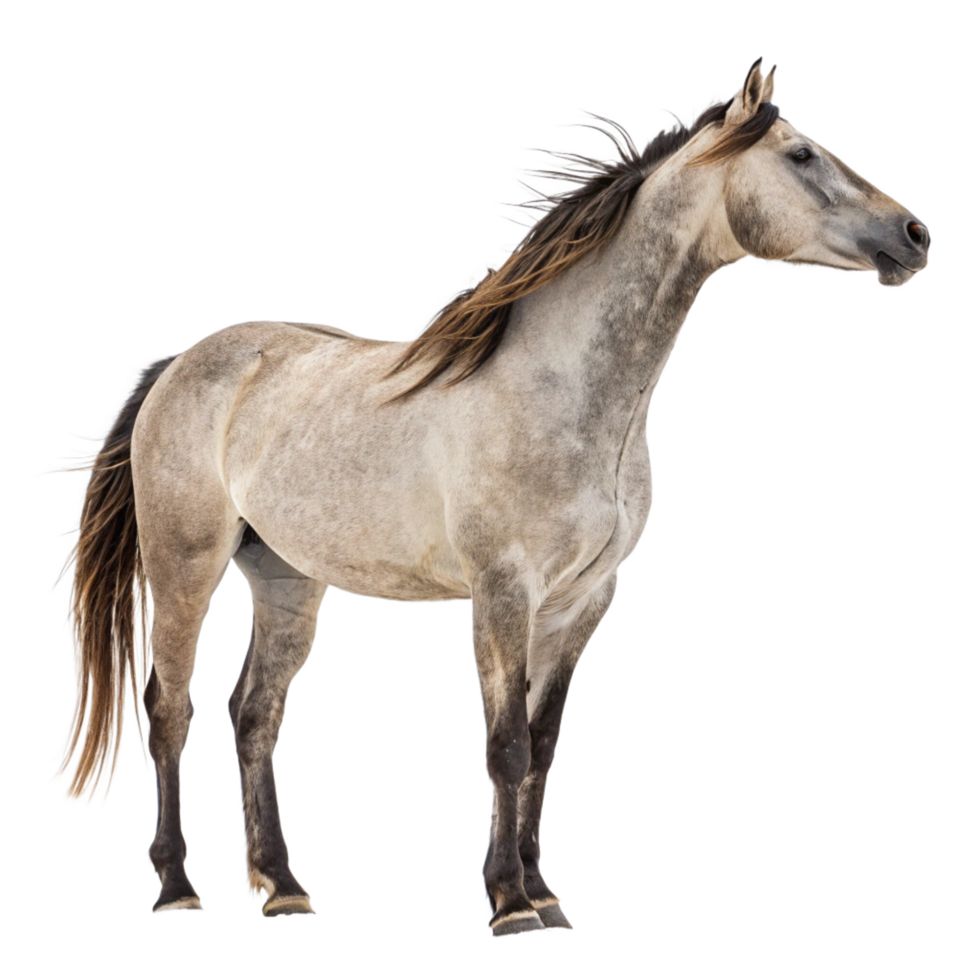 Stunning Profile of a Grey Horse Against Black Background png