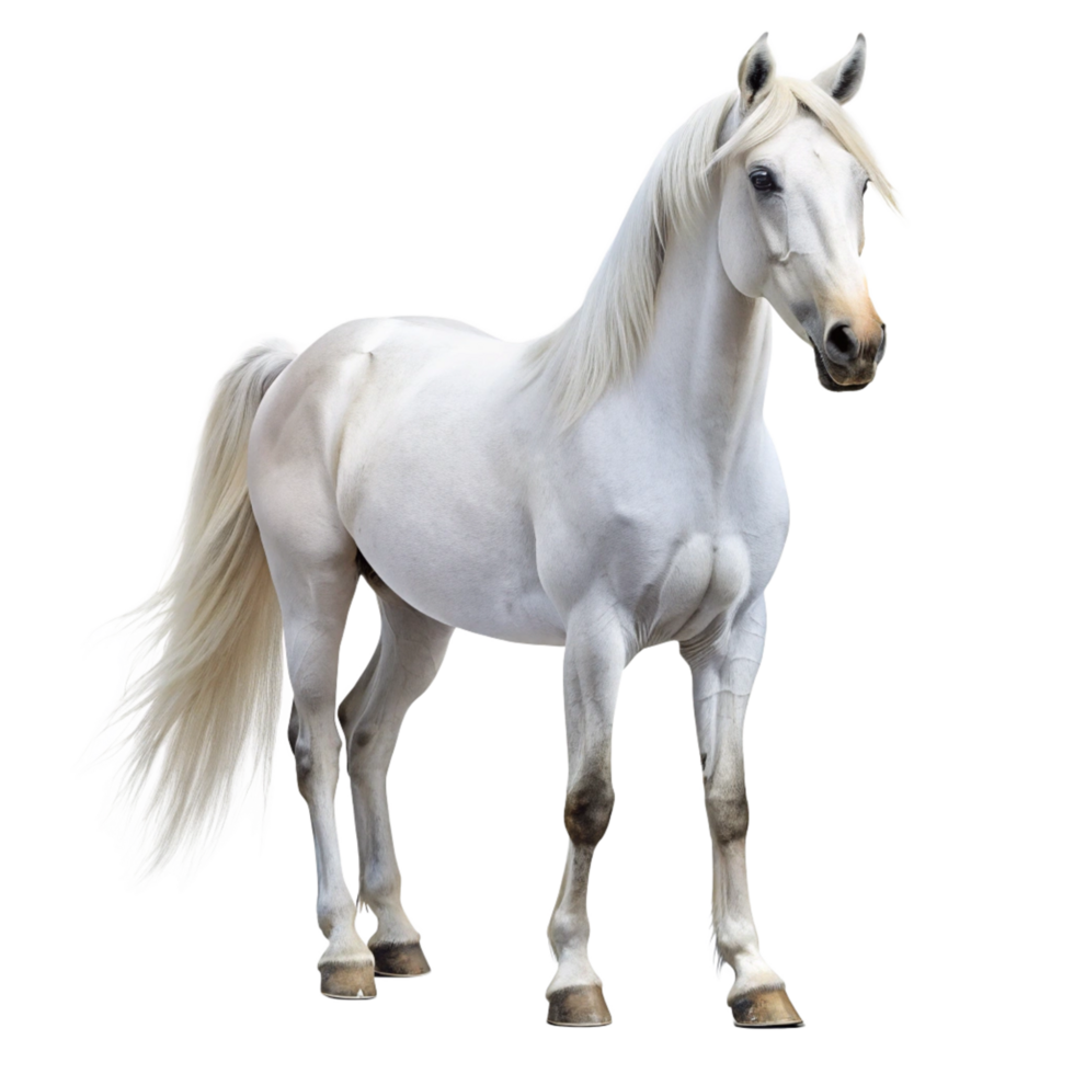 Majestic White Horse Standing Against Black Background Beautiful Animal Photography png