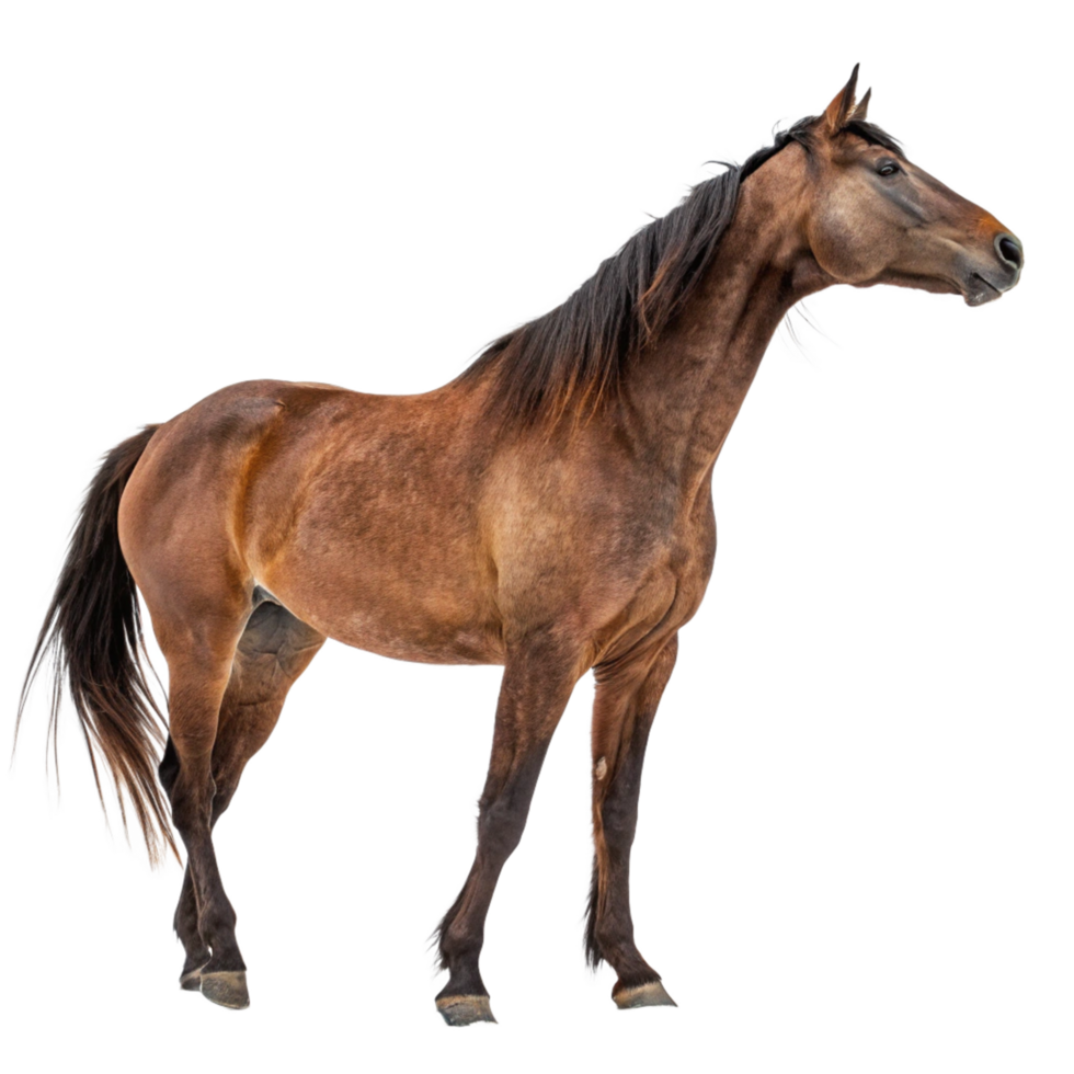 A Stunning Brown Horse Standing on a Black Background A Majestic Equine Image png