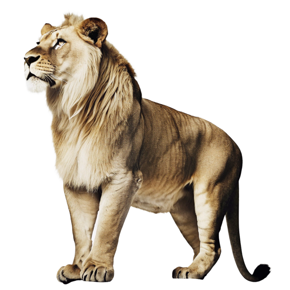 Majestic African Lion Standing Tall Against a Black Background, Powerful and Regal Wild Cat png