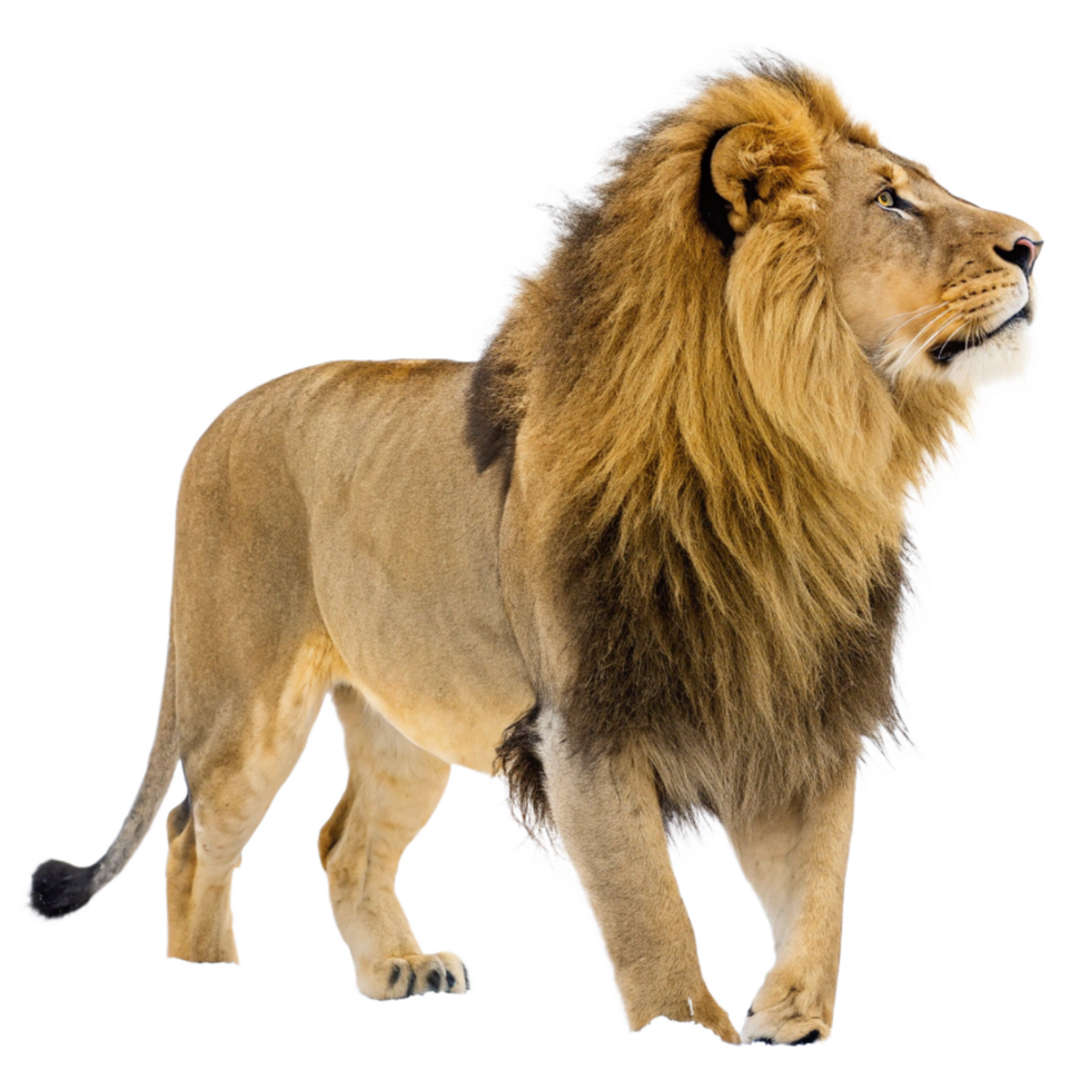 Magnificent Male African Lion with a Full Mane Standing on Black Background png