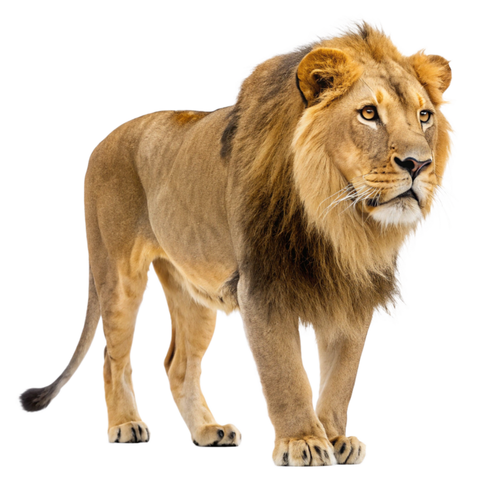 Majestic Male African Lion with Thick Mane Standing on White Background png