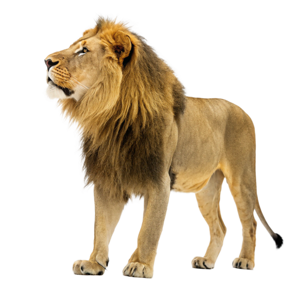 Majestic African Male Lion with a Full Mane Looking Upward Against a Black Background png