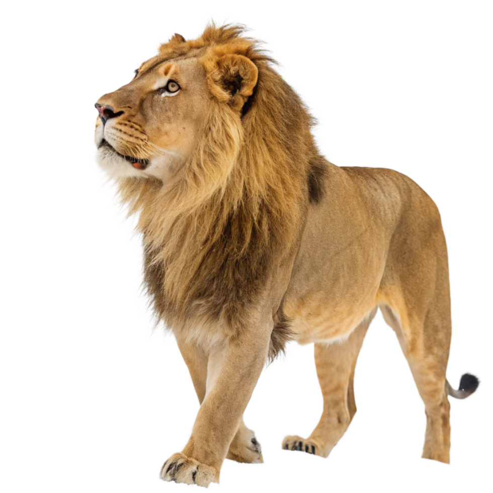 Majestic Male Lion Walking on Black Background A Stunning Portrait of a Wild Cat png