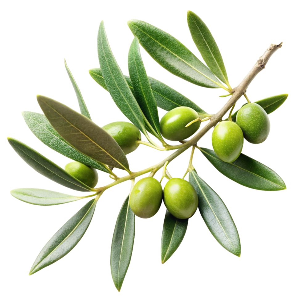 Closeup of a Branch of Olive Tree with Ripe Green Olives and Lush Leaves png