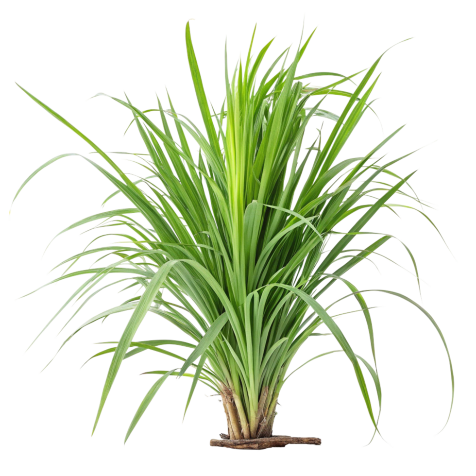 Lush Green Pandan Plant with Long Blades of Grass Isolated on Black Background png