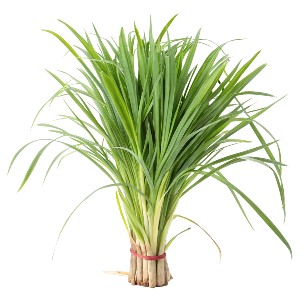 Freshly Harvested Bunch of Pandan Leaves Ready for Cooking png