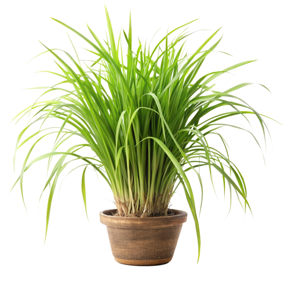 A vibrant green potted plant with long slender leaves in a terracotta pot png