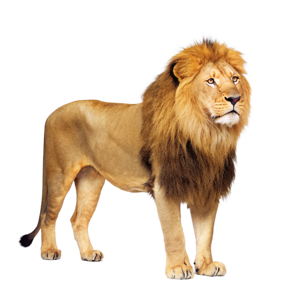 Majestic African Lion with a Full Mane Standing on Black Background png