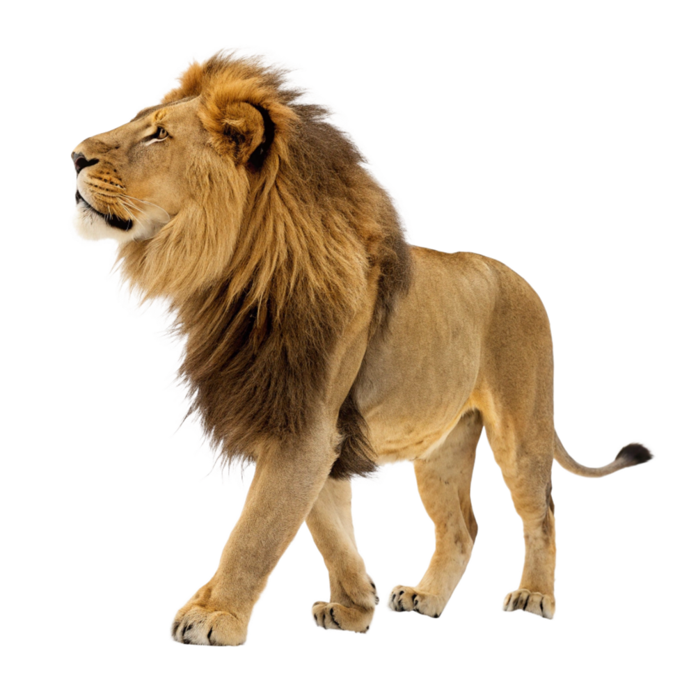 Majestic African Lion Walking in Profile View Against Black Background png