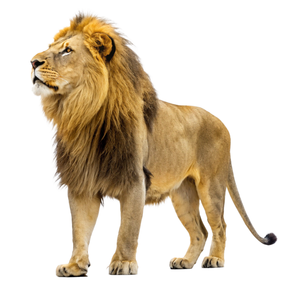 Majestic African Male Lion with a Full Mane Standing on Black Background png