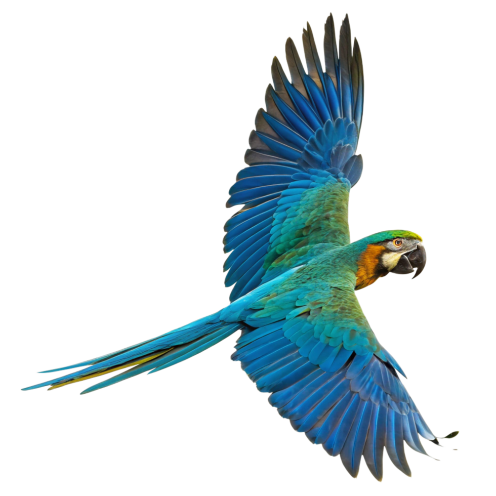 Spectacular Blueandgold Macaw in Flight Against Black Background png