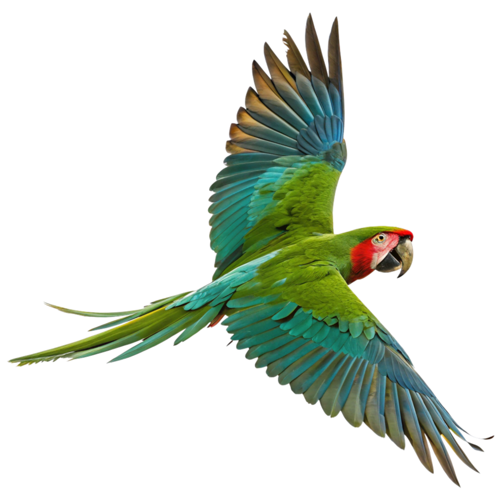 A Stunning Greenwinged Macaw in Flight Against a Black Background png