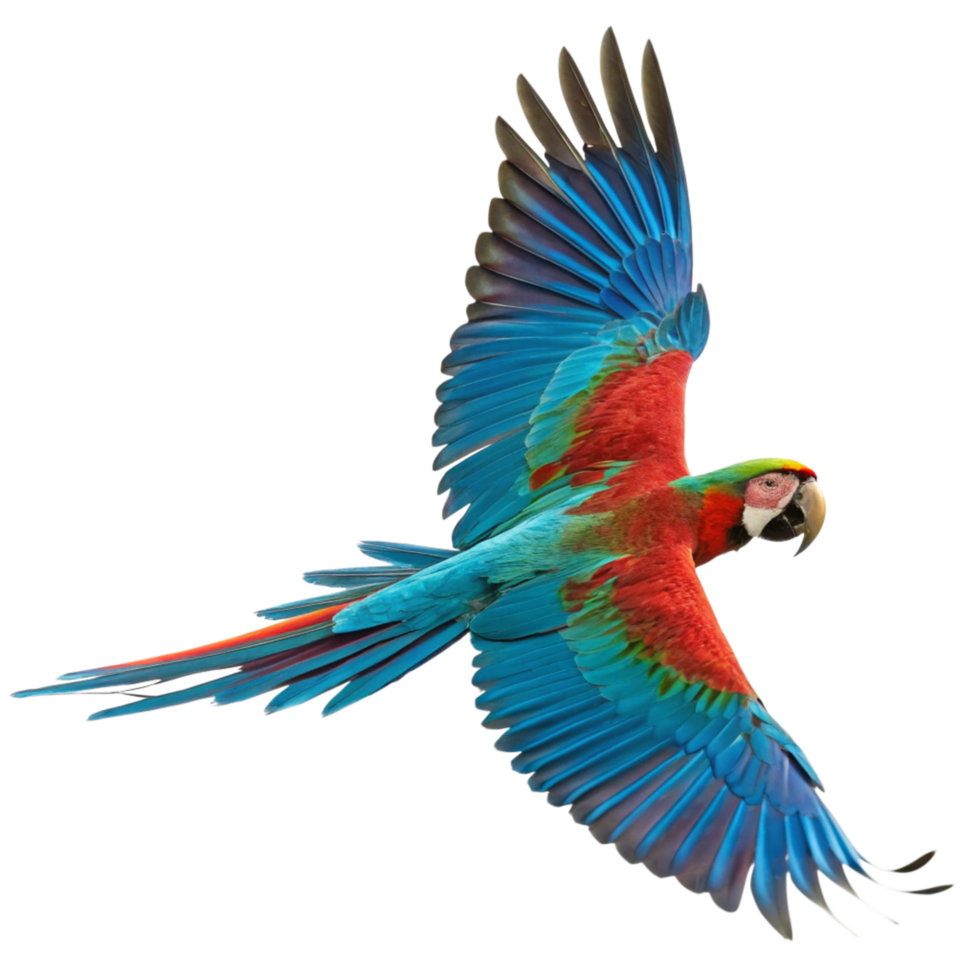 A Vivid Scarlet Macaw in Flight Against a Black Background png