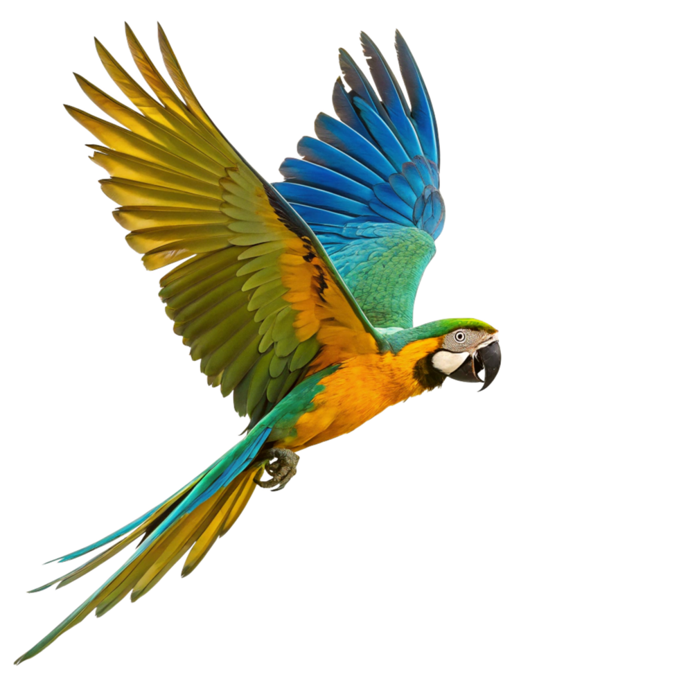 A Stunning Blue Gold Macaw in Flight Against a Black Background png