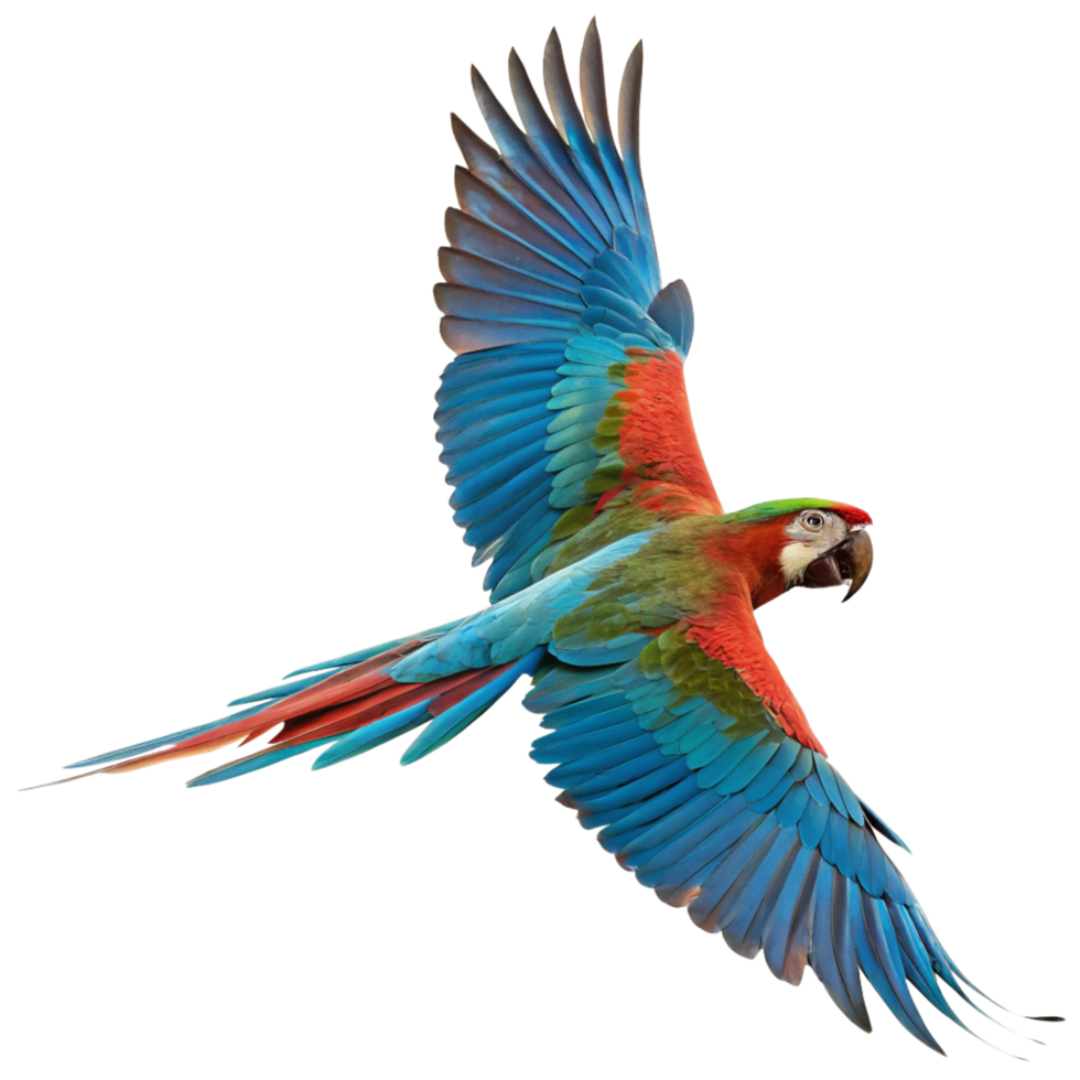 A Vibrant Scarlet Macaw in Flight Against a Black Background png