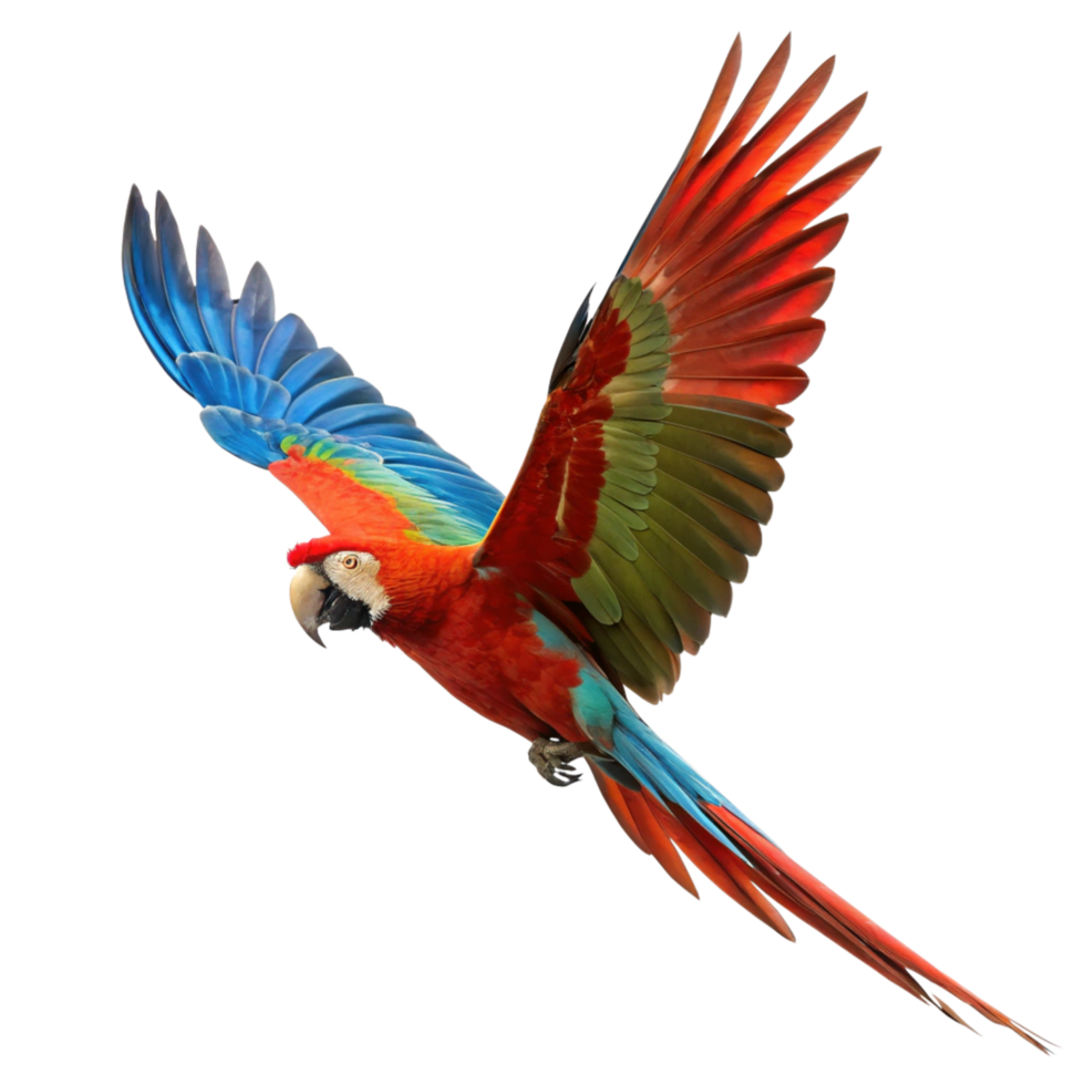 A Stunning Scarlet Macaw in Flight Against a Black Background A Vibrant Display of Tropical Bird Beauty png