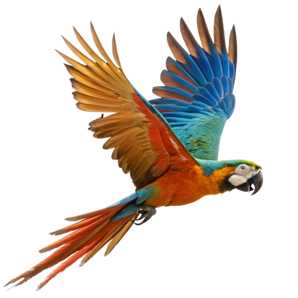 Stunning Blue Gold Macaw in Flight Against a Black Background png