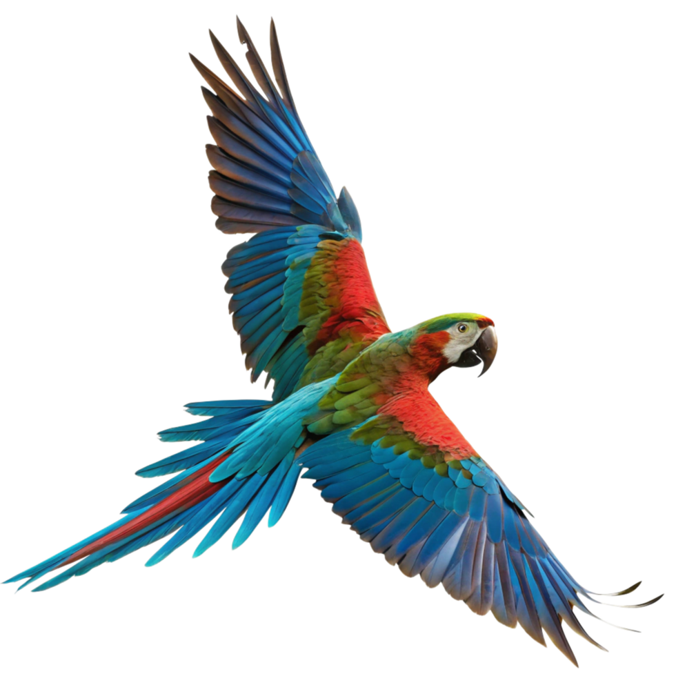 Vibrant Scarlet Macaw in Flight Against a Black Background A Stunning Display of Colorful Feathers png