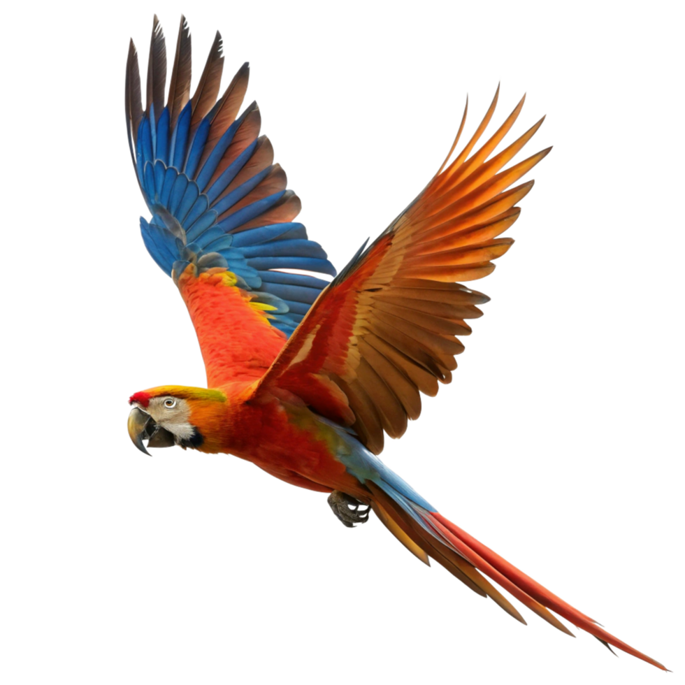 A Scarlet Macaw in Flight Against a Black Background A Stunning Display of Colorful Feathers png